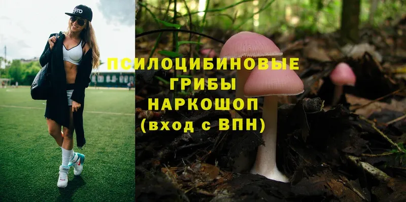 дарнет шоп  Геленджик  Галлюциногенные грибы Psilocybe 